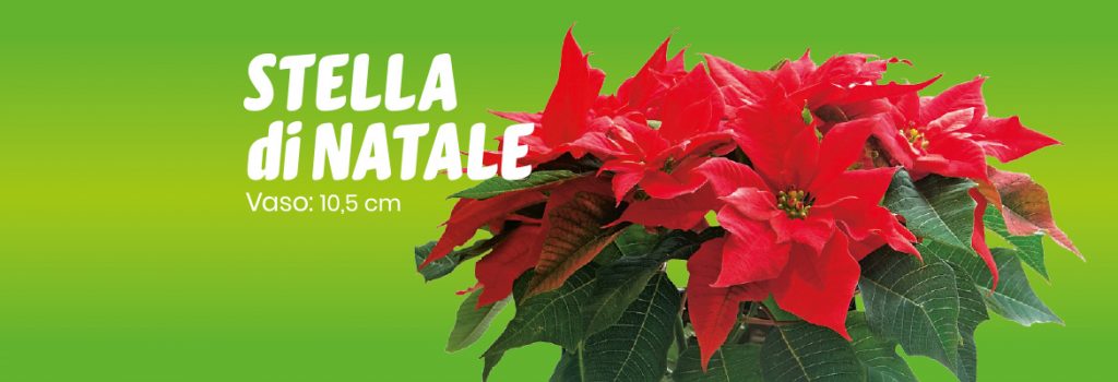 Quanto Costa Stella Di Natale.Stella Di Natale Eurospin